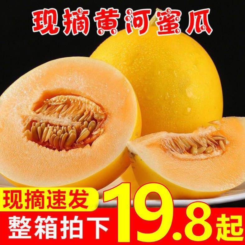 甘肃民勤沙漠蜜瓜10/5/3斤金红宝香瓜梨瓜黄河蜜脆甜瓜果应季新鲜4.9元