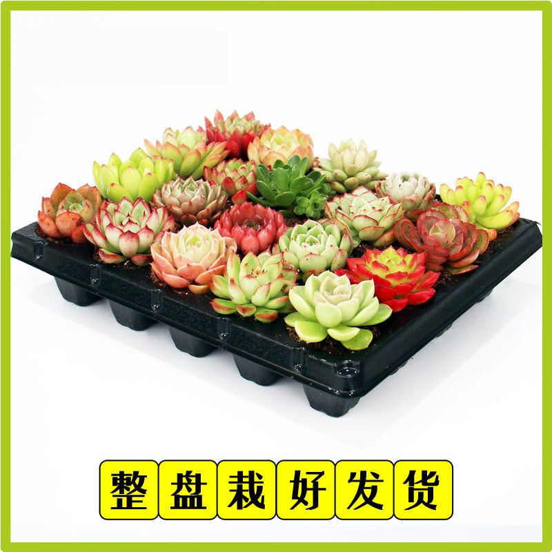8.8元 多肉植物组合盆栽10颗(HDSoXmbhqhq)/