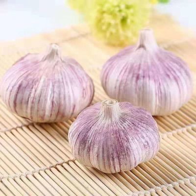 大蒜新鲜紫皮蒜精选大蒜鲜蒜腌制糖醋蒜批发2-10斤农家蔬菜【9月2日发完】13.99元