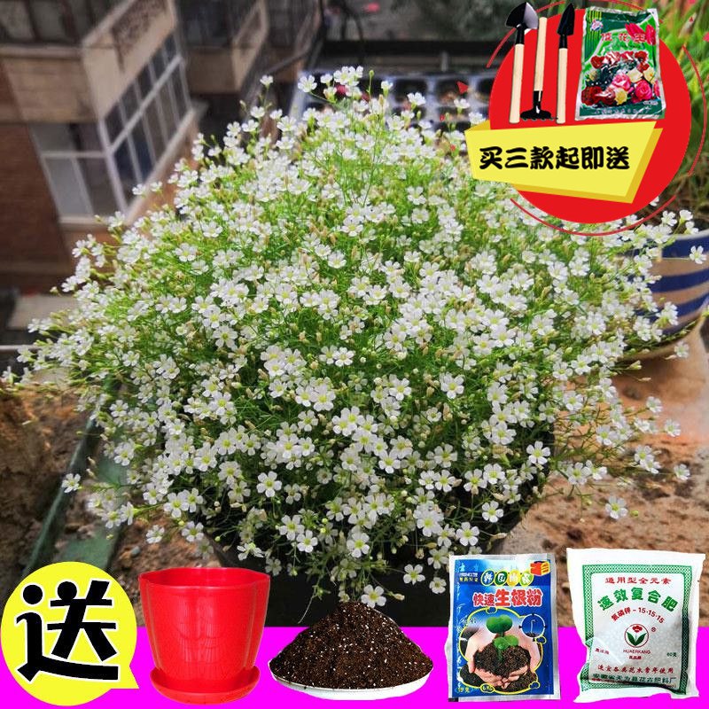 0点开始 2.8元室内外盆栽花卉种子  (WpWcc2aVOot)