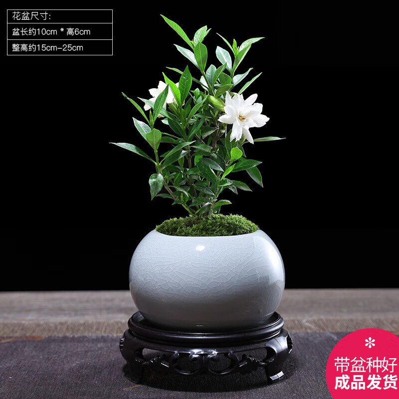 幼薇 栀子花+白色琉璃盆+圆形底盘