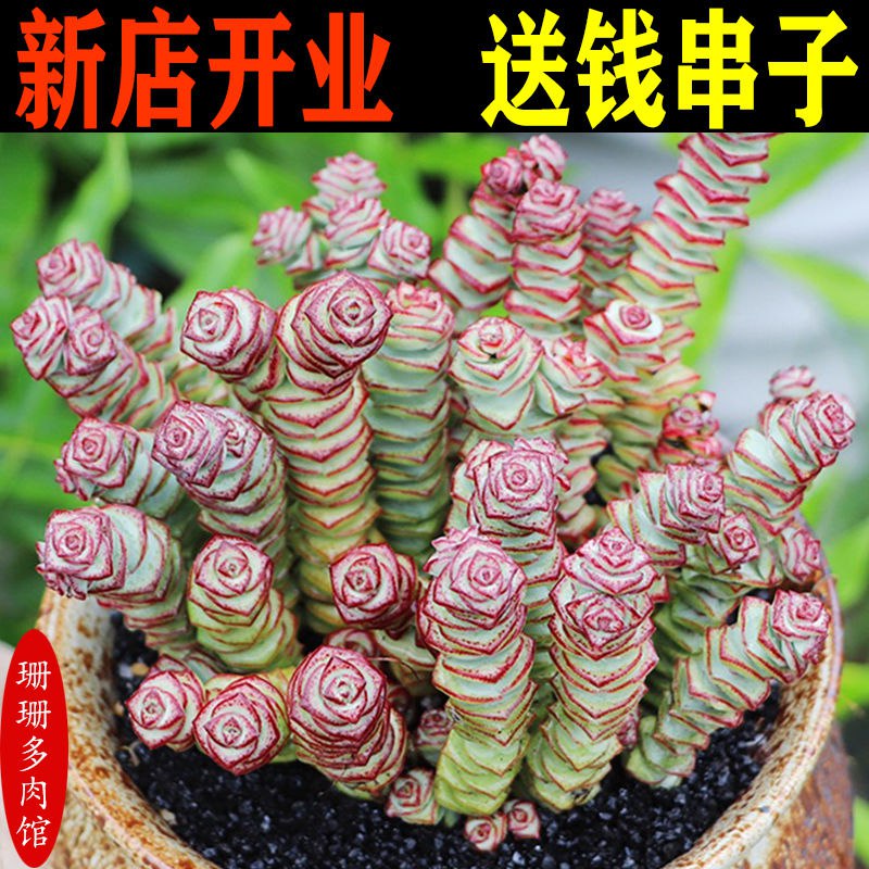 【多肉植物】花卉盆栽室内绿植批发高档多肉老桩金枝玉叶玉露钱串，0.7元