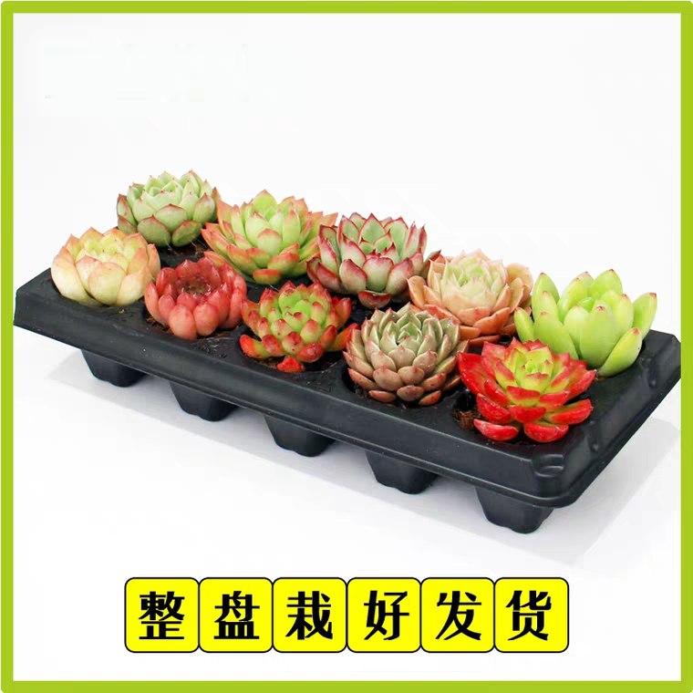 花匠多肉新款10颗，7.9元 (Q2Oo1geNm4f)