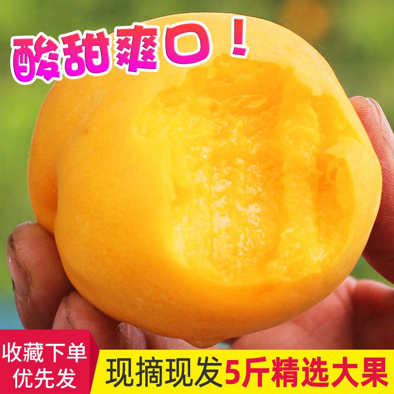 【顺丰包邮】 黄桃水果新鲜桃子水果现摘现发5斤包邮应季酸甜黄桃15.9元