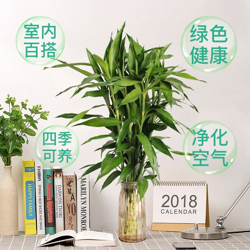 富贵竹水培植物60cm高10颗12.9元