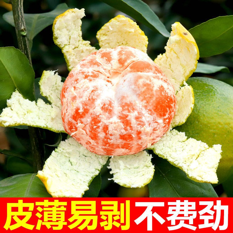 5://0-》0点开始 10.9元新鲜小蜜桔整箱4.5斤净重(7Zj1c4FYATF)//