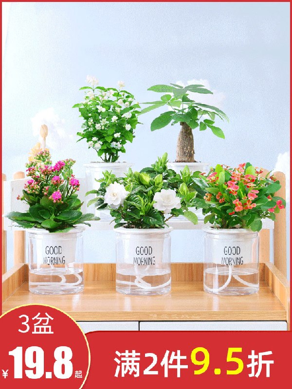 5.9元起 室内盆栽花卉绿植(Uf4aXZFsy10)/