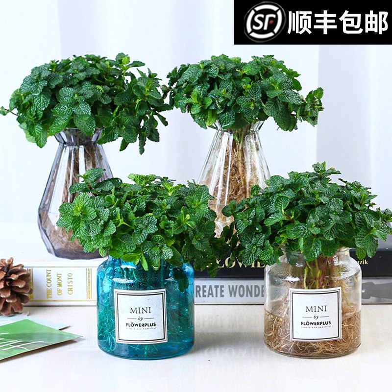 0点后下单 拍下2.8元清新驱蚊薄荷盆栽绿植首单礼金抵扣更低(wkY7cACJshy)/