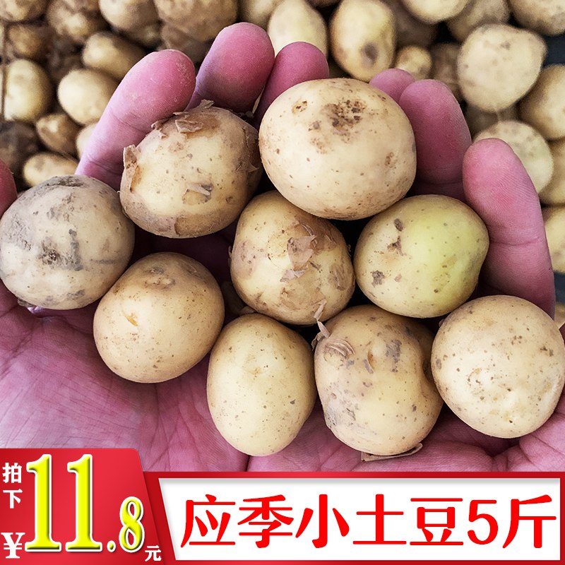 小土豆5斤  6.8  (YJ131LvgweL)