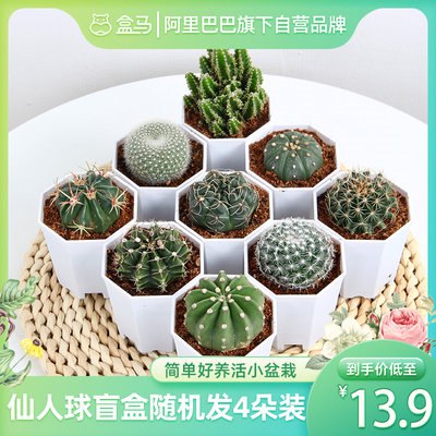 10点开始 13.8元盒马鲜生旗舰店仙人球绿植盆栽盲盒4盆(jlzI2qapzYX)/