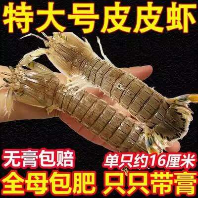 59💵 老农欢旗舰店16cm野生虾爬子鲜活净*40只左右)r5ugWZ7NB8F)/ CZ11//