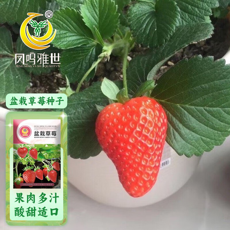 凤鸣雅世草莓种子500粒