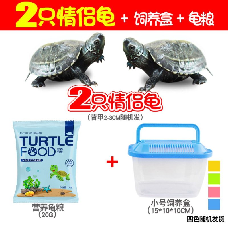 0点后下单 先领券 8.8元巴西龟2只+龟粮+饲料盒(jlEOX3MX1F8)/