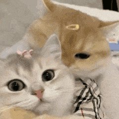 [CQ:at,qq=all] 日常艾特呀爬楼到23点10分左右看看好价记得先领券，0点后下单价格才对哦