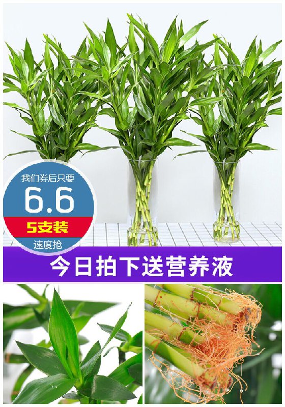 【种着玩】精品富贵竹*5支原价7.6元【券后6.6元】包邮