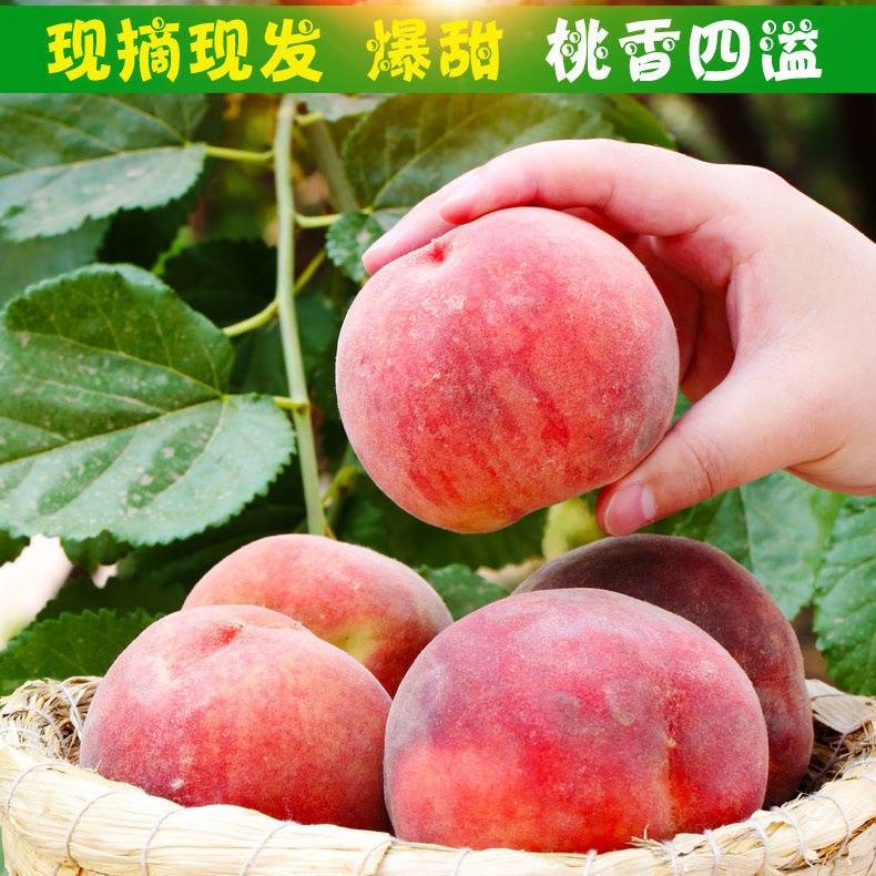 现摘现发脆甜水蜜桃新鲜水果毛桃子当季孕妇水果整箱批发5/10斤7.96元
