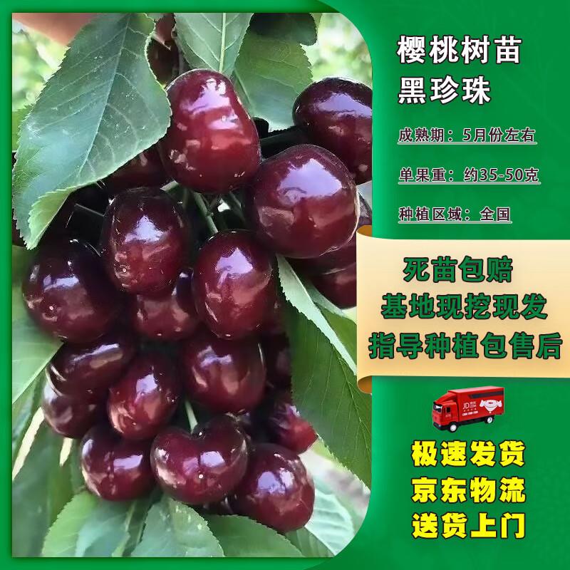 嫣蓝 黑珍珠大樱桃苗 0.5-1公分粗 盆栽1亓