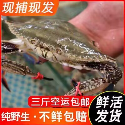 59💵 【礼盒装】梭子蟹液氮速冻次日达*10只)kAvcWaEfiDI)/ CZ11//
