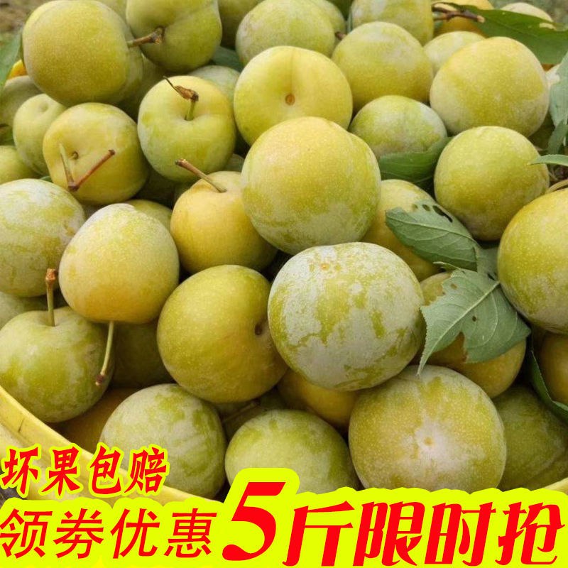 四川脱骨李子土李子青脆李空心李子酸甜孕妇新鲜水果 5斤2斤包邮9.36元