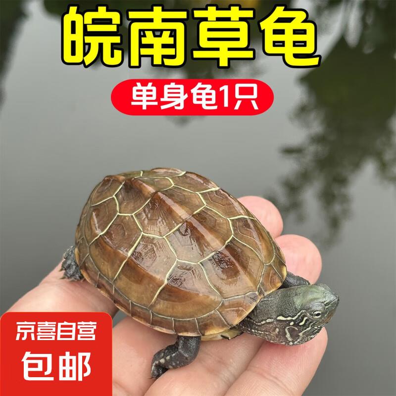 0.9亓 宠物小龟 1只单身 2-3厘米