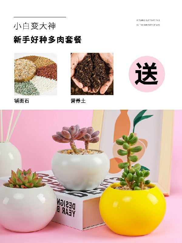 1.领券 加入购物车1件超萌带盆多肉(mrYVcLt63nh)/