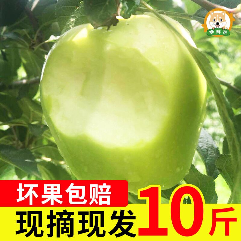0点后下单 先领券13.9元山西运城现摘青苹果5斤装(Q6h4XRvnLsr)/