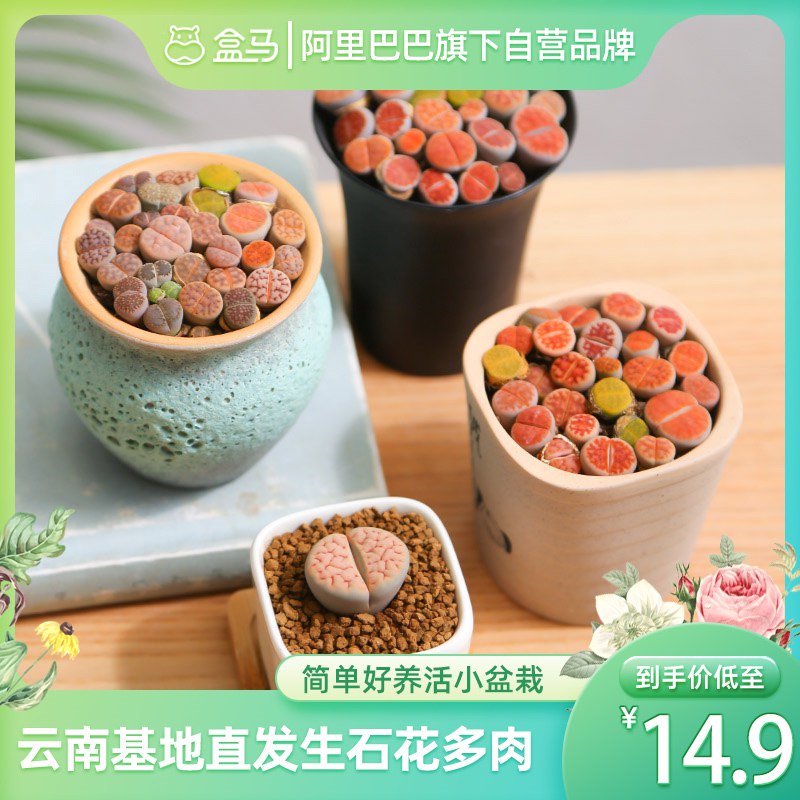 14.9亓【盒马鲜生】云南基地直发生石花多肉整盆(smhZ2oNzNZG)/   盒马鲜生放心上车 不踩雷！品质比超市自己挑选的还好