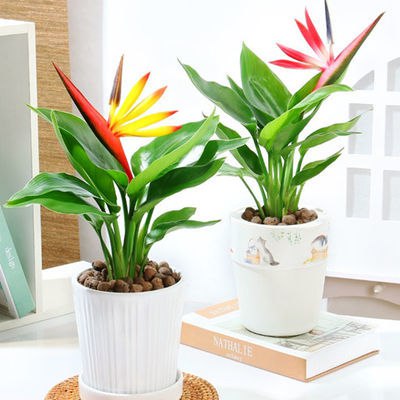 天堂鸟盆栽花卉鹤望兰室内绿植物净化空气四季常青桌面家居小盆景4.89元