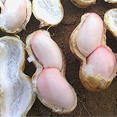 【沙地现挖 坏必赔】2020新鲜花生带壳可播种河南农家白果可水煮13.81元