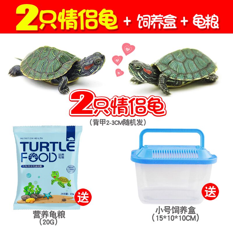8.6元  两只小乌龟+饲养盒+40天龟粮(9bc2cMV4zlS)/