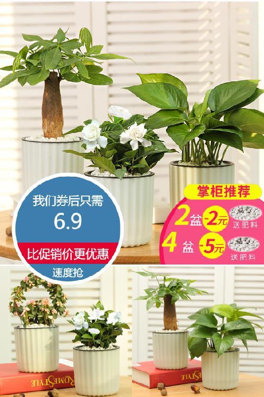 速抢！还带盆带土！赶紧种草啦~A级品质，居家，办公必备【柠彩】室内绿植绿萝吸甲醛盆栽原价【9.9元】券后【6.9元】包邮