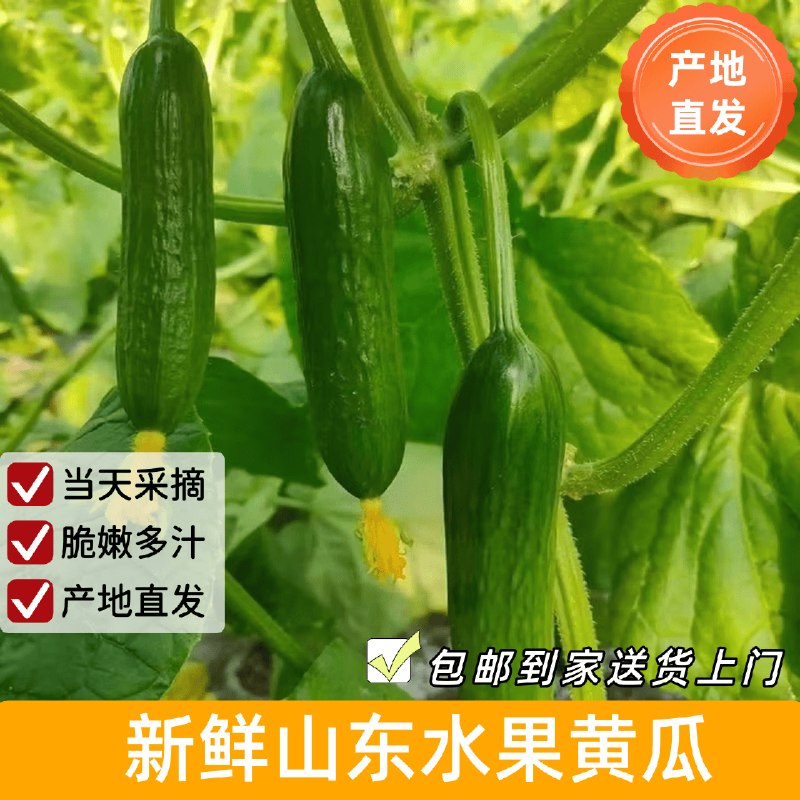自营京鲜生 荷兰水果黄瓜叠首购12.9元得【净重4.5斤】
