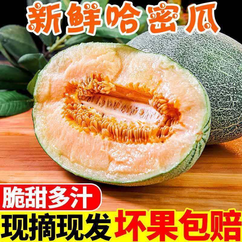 精选哈密瓜当季新鲜水果西周密甜瓜包邮14.9元